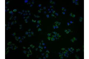 Immunofluorescence staining of Hela cells with ABIN7139953 at 1:100, counter-stained with DAPI. (OR1A2 Antikörper  (AA 247-262))