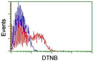 HEK293T cells transfected with either RC203798 overexpress plasmid (Red) or empty vector control plasmid (Blue) were immunostained by anti-DTNB antibody (ABIN2455574), and then analyzed by flow cytometry.