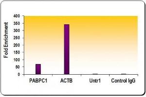 Histone H3 acetyl Lys27 antibody tested by ChIP analysis. (Histone 3 Antikörper  (H3K27ac))