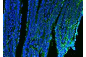 IF analysis of CD9 using anti-CD9 antibody (ABIN7600001). (CD9 Antikörper  (AA 139-192))