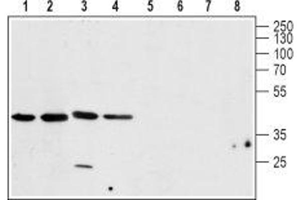 CALHM1 Antikörper  (Intracellular)