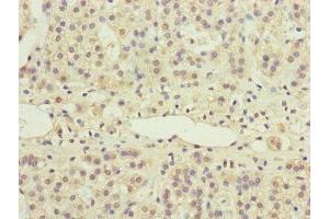 Immunohistochemistry of paraffin-embedded human adrenal gland tissue using ABIN7169282 at dilution of 1:100 (PPP2R3B Antikörper  (Regulatory Subunit B))