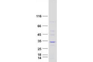 Validation with Western Blot (FAM109A Protein (Myc-DYKDDDDK Tag))