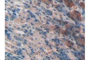 IHC-P analysis of Mouse Stomach Tissue, with DAB staining. (CD46 Antikörper  (AA 157-365))