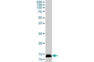 CALML3 MaxPab polyclonal antibody. (CALML3 Antikörper  (AA 1-149))