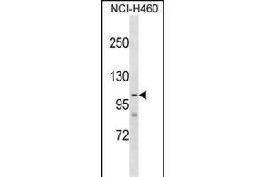 RP1 Antibody (Center) (ABIN1881628 and ABIN2838817) western blot analysis in NCI- cell line lysates (35 μg/lane). (PARP1 Antikörper  (AA 590-618))