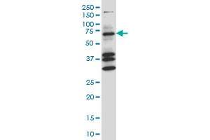 COIL monoclonal antibody (M05A), clone 4B8 Western Blot analysis of COIL expression in NIH/3T3 . (Coilin Antikörper  (AA 477-575))