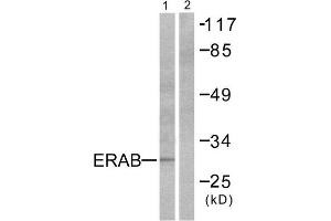 Western Blotting (WB) image for anti-Hydroxysteroid (17-Beta) Dehydrogenase 10 (HSD17B10) (Internal Region) antibody (ABIN1848526) (HSD17B10 Antikörper  (Internal Region))