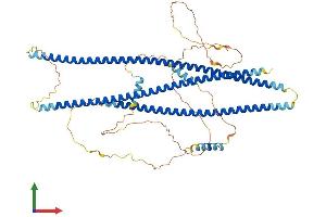 AlphaFold protein structure predicition of Human Recombinant SHTN1 Protein, UniprotID A0MZ66 (Shootin-1 (SHTN1) (AA 1-631) protein (His tag))