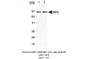 Image no. 2 for anti-Iron-Responsive Element Binding Protein 2 (IREB2) antibody (ABIN363497)