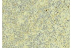 ABIN6276755 at 1/100 staining Mouse liver tissue by IHC-P. (Hepcidin Antikörper  (Internal Region))