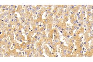 Detection of TF in Bovine Liver Tissue using Polyclonal Antibody to Transferrin (TF) (Transferrin Antikörper  (AA 284-575))
