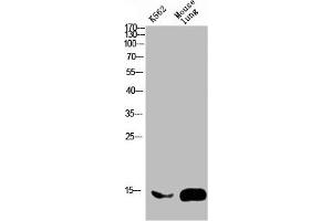 Western blot analysis of mouse-brain mouse-spinal-cord lysate, antibody was diluted at 2000. (FABP2 Antikörper  (AA 90-132))
