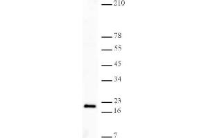Histone H3K27me3 antibody (pAb) tested by Western blot. (Histone 3 Antikörper  (H3K27me3))