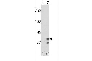 Western blot analysis of GMPS using rabbit polyclonal GMPS Antibody using 293 cell lysates (2 ug/lane) either nontransfected (Lane 1) or transiently transfected with the GMPS gene (Lane 2). (GMP Synthase Antikörper  (AA 296-325))