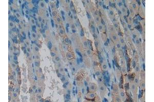 DAB staining on IHC-P; Samples: Mouse Stomach Tissue (CLCF1 Antikörper  (AA 28-225))