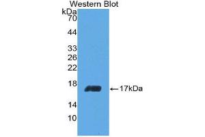 Western Blotting (WB) image for anti-Interleukin 5 (IL5) (AA 20-134) antibody (ABIN3209429) (IL-5 Antikörper  (AA 20-134))