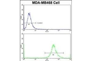 Flow cytometric analysis of MDA-M cells using GALT Antibody (C-term)(bottom histogram) compared to a negative control cell (top histogram)FITC-conjugated goat-anti-rabbit secondary antibodies were used for the analysis.