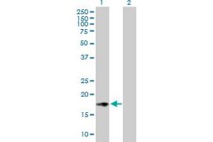 Western Blot analysis of ISG20 expression in transfected 293T cell line by ISG20 MaxPab polyclonal antibody. (ISG20 Antikörper  (AA 1-181))
