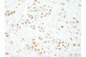 Immunohistochemistry (IHC) image for anti-Cyclin C (CCNC) (AA 244-294) antibody (ABIN7448506) (Cyclin C Antikörper  (AA 244-294))