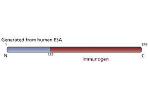 Image no. 3 for anti-Flotillin 2 (FLOT2) (AA 122-379) antibody (ABIN967933) (Flotillin 2 Antikörper  (AA 122-379))