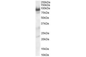 ABIN185333 staining (0. (TRAK1 Antikörper  (C-Term))