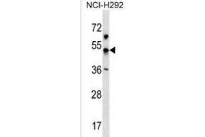 KCNJ18 Antibody (N-term) (ABIN1539660 and ABIN2850318) western blot analysis in NCI- cell line lysates (35 μg/lane). (KCNJ18 Antikörper  (N-Term))