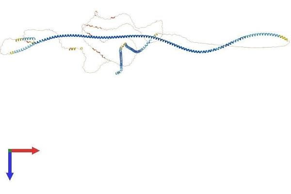 SPAG5 Protein (AA 1-1165) (His tag)