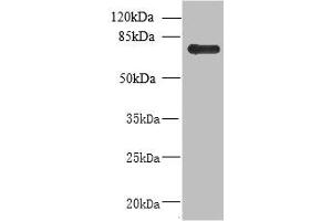Western blot All lanes: NHLRC2 antibody at 8 μg/mL + U251 whole cell lysate Secondary Goat polyclonal to rabbit at 1/10000 dilution Predicted band size: 80, 40 kDa Observed band size: 80 kDa (NHLRC2 Antikörper  (AA 1-367))