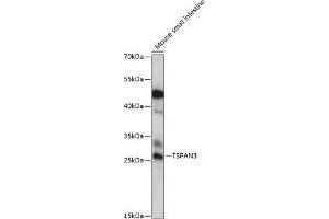 Western blot analysis of extracts of mouse small intestine, using TSP antibody (ABIN7270787) at 1:1000 dilution. (Tetraspanin 3 Antikörper  (AA 105-210))