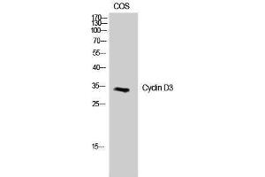 Western Blotting (WB) image for anti-Cyclin D3 (CCND3) (Ser21) antibody (ABIN3174620) (Cyclin D3 Antikörper  (Ser21))