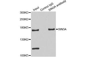 Immunoprecipitation analysis of 200 μg extracts of HeLa cells using 3 μg SIN3A antibody (ABIN5970758). (SIN3A Antikörper)