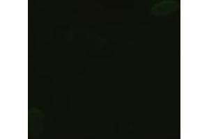 Anti-GSC mouse monoclonal antibody (ABIN2452350) immunofluorescent staining of HeLa cells transiently transfected by pCMV6-ENTRY GSC (RC209586) (GSC Antikörper  (AA 107-257))