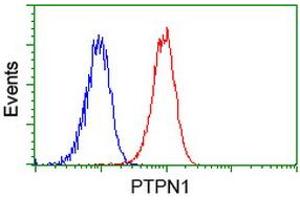 Image no. 1 for anti-Protein tyrosine Phosphatase, Non-Receptor Type 1 (PTPN1) antibody (ABIN1500497) (PTPN1 Antikörper)