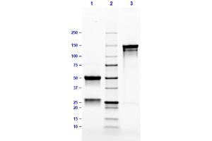 SDS PAGE Results of Mouse IgG3 Lambda Isotype Control.