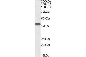 Biotinylated ABIN5539824 (1µg/ml) staining of Human Cerebellum lysate (35µg protein in RIPA buffer), exactly mirroring its parental non-biotinylated product.