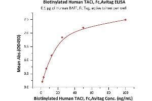 ELISA image for Tumor Necrosis Factor Receptor Superfamily, Member 13B (TNFRSF13B) (AA 2-166) protein (Fc Tag,AVI tag,Biotin) (ABIN5954907)