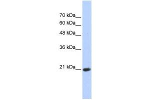 Western Blotting (WB) image for anti-Transcription Elongation Factor A (SII)-Like 8 (TCEAL8) antibody (ABIN2459396)