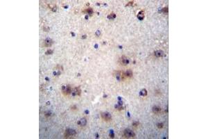 Formalin fixed and paraffin embedded human brain tissue reacted with EVPLL Antibody (Center) followed by peroxidase conjugation of the secondary antibody and DAB staining.