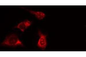 ABIN6277996 staining HeLa cells by IF/ICC. (SPTAN1 Antikörper  (N-Term))
