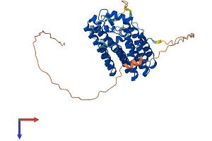 PDSS1 Protein (AA 1-409) (His tag)