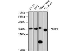 Western blot analysis of extracts of various cell lines, using GULP1 antibody (ABIN6131564, ABIN6141541, ABIN6141542 and ABIN6220256) at 1:3000 dilution. (GULP1 Antikörper  (AA 1-130))