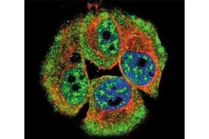 Confocal immunofluorescent analysis of phospho-ERBB4 antibody with MCF-7 cells followed by Alexa Fluor 488-conjugated goat anti-rabbit lgG (green). (ERBB4 Antikörper  (pTyr1162))