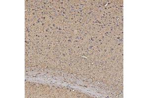 IHC analysis of Synaptogyrin 3/SYNGR3 using anti-Synaptogyrin 3/SYNGR3 antibody (ABIN7601760).