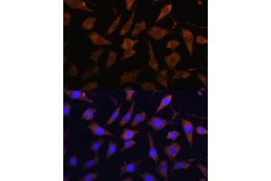 Immunofluorescence (IF) image for anti-serpin Peptidase Inhibitor, Clade B (Ovalbumin), Member 9 (SERPINB9) (AA 1-376) antibody (ABIN6147596)