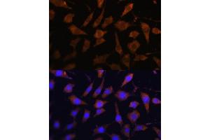 Immunofluorescence analysis of L929 cells using SERPINB9 antibody (ABIN6130941, ABIN6147596, ABIN6147597 and ABIN6222020) at dilution of 1:100. (SERPINB9 Antikörper  (AA 1-376))