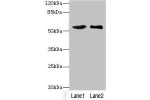 Western blot All lanes: SLC30A1 antibody at 3. (SLC3A1 Antikörper  (AA 328-507))