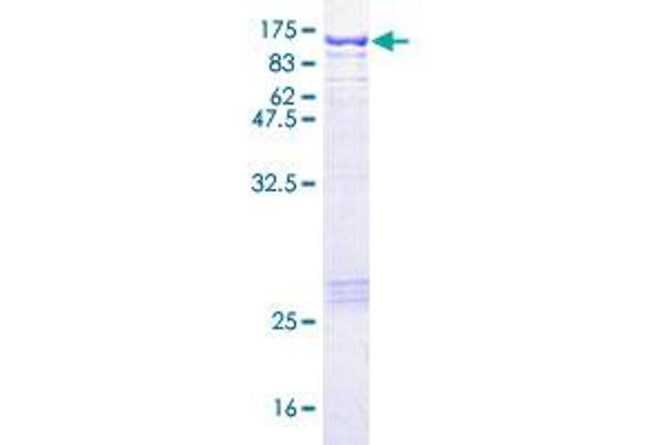 STAT1 Protein (AA 1-712) (GST tag)