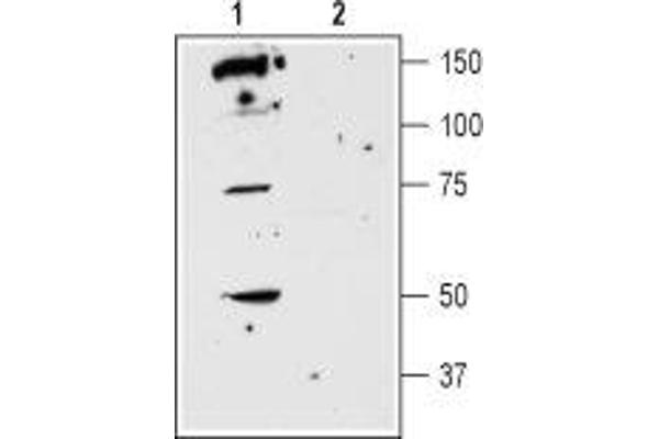 DRD5 Antikörper  (Extracellular)