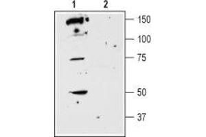 Western blot analysis of rat striatum membranes: - 1. (DRD5 Antikörper  (2nd Extracellular Loop))